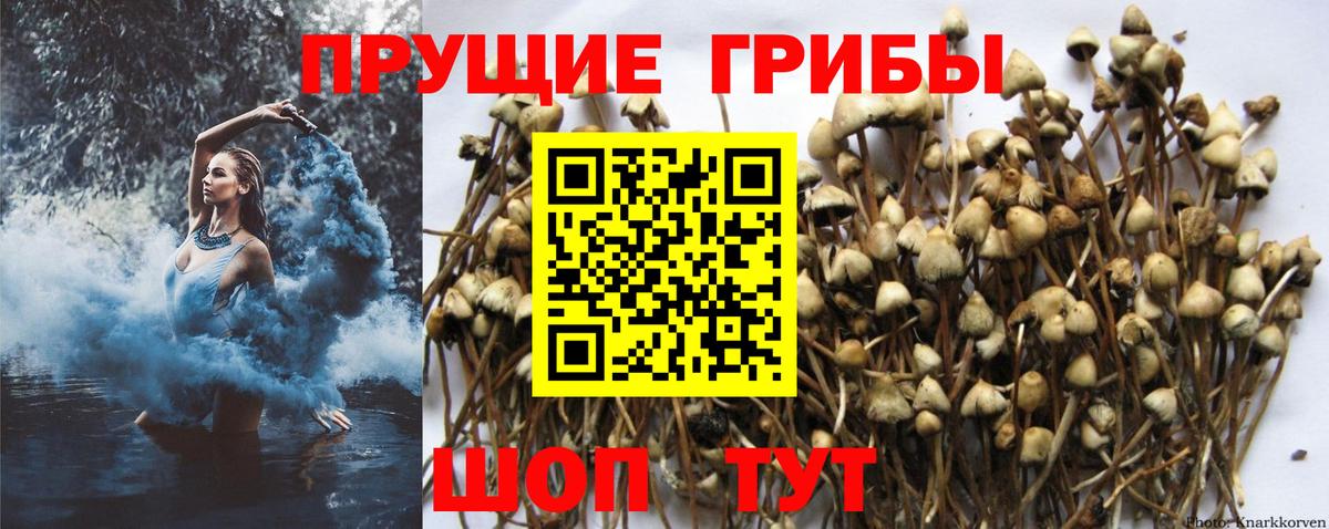 Галлюциногенные грибы GOLDEN TEACHER  Вход с VPN  Галлюциногенные грибы Psilocybe  Мирный 